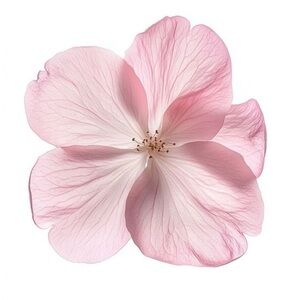 Shop policies! 🌙☁️